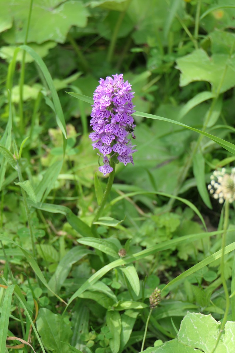Dactylorhiza × venusta photo 4