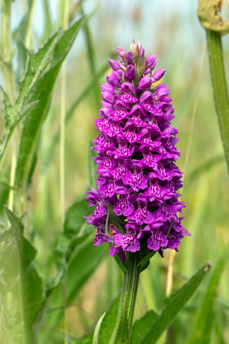 Dactylorhiza × venusta photo 5