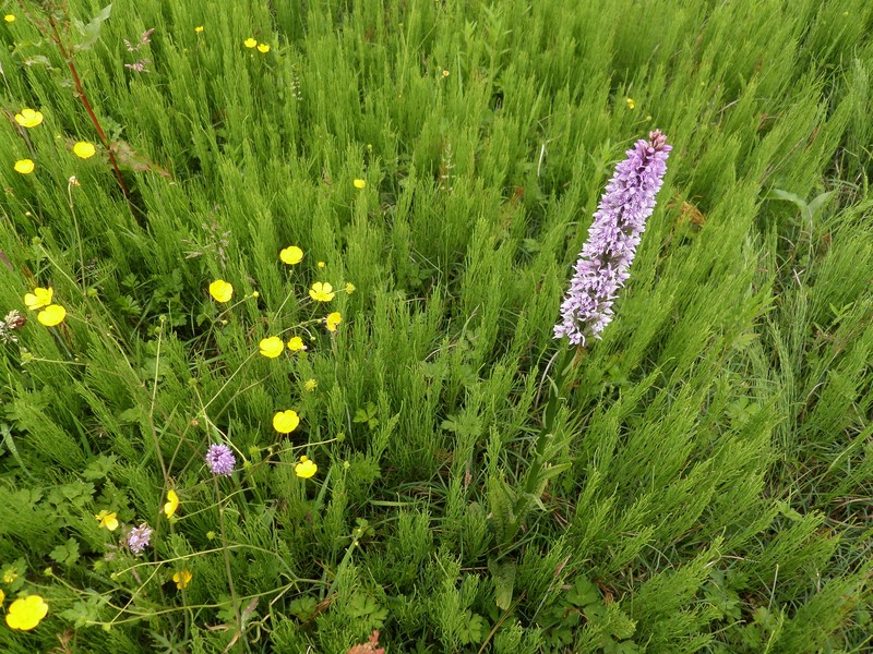Dactylorhiza × venusta