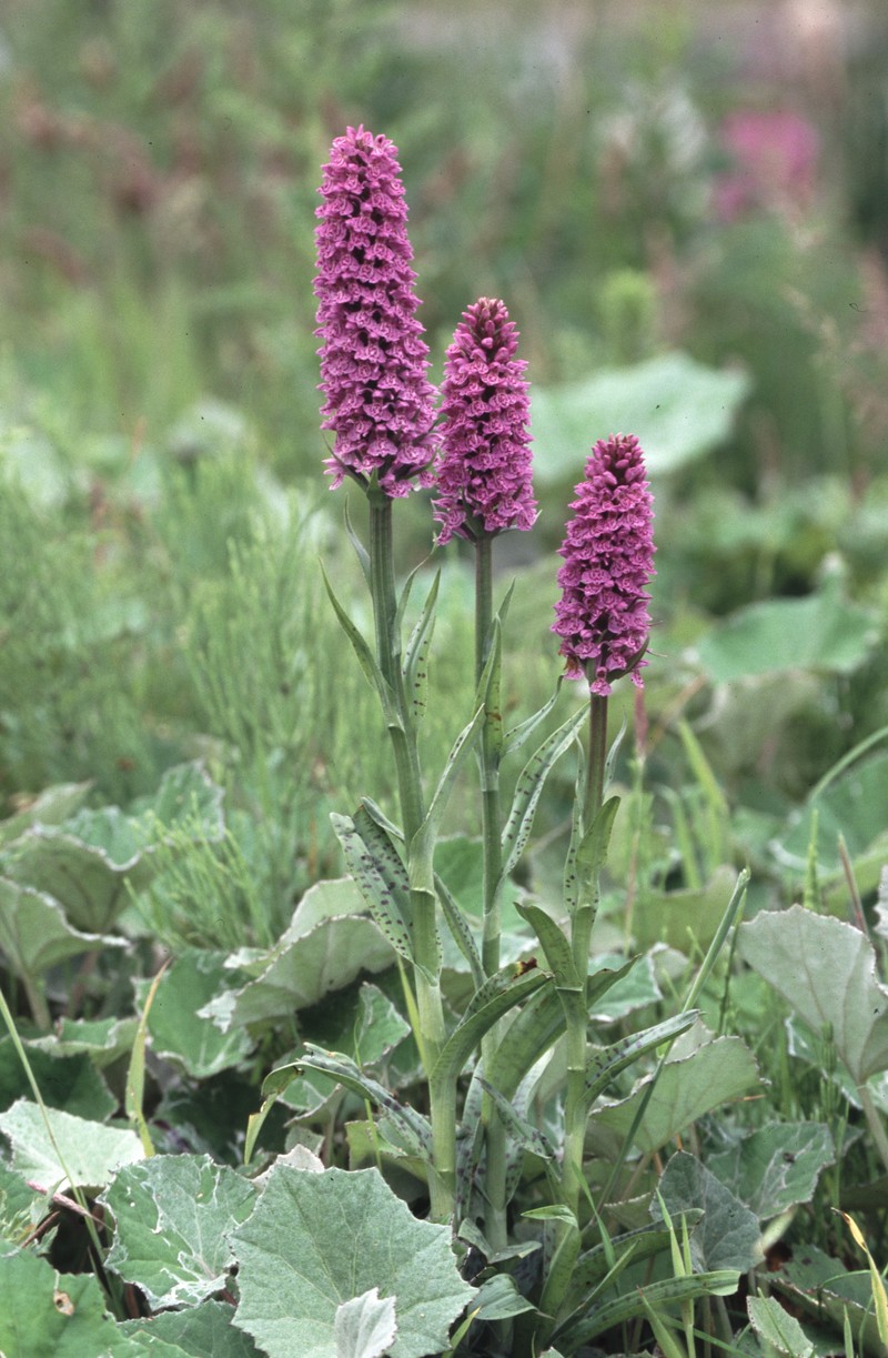 Dactylorhiza × venusta photo 6
