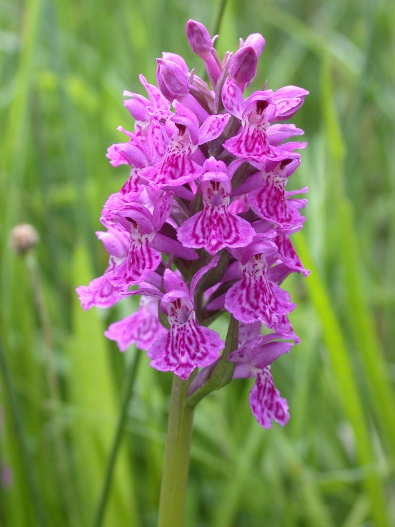 Dactylorhiza × venusta photo 7
