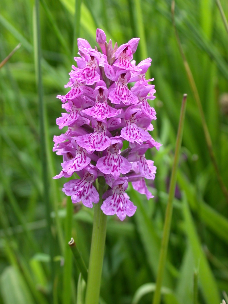 Dactylorhiza × venusta photo 8
