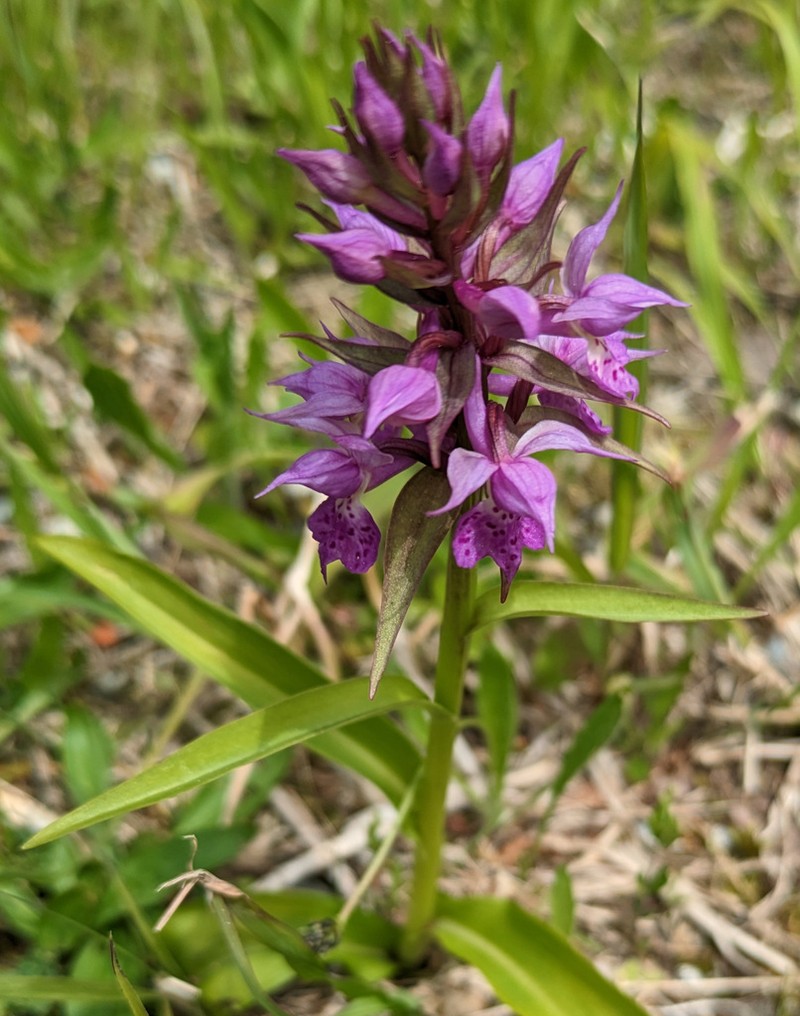 Keyflower