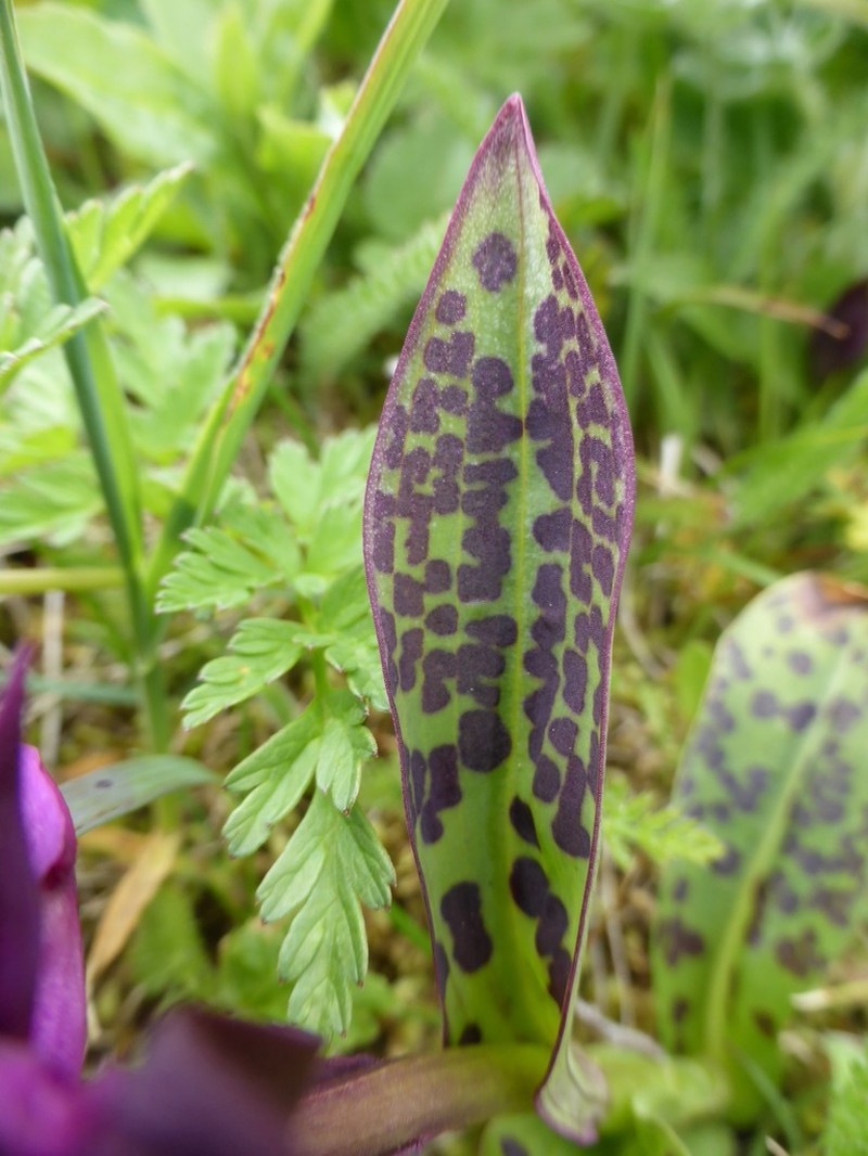 Keyflower photo 2