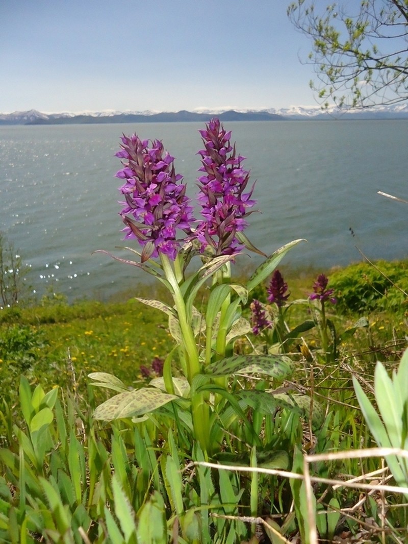 Keyflower photo 3