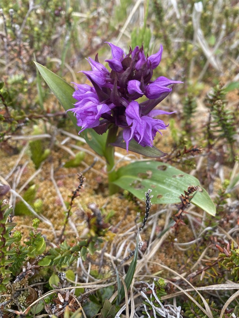 Keyflower photo 4