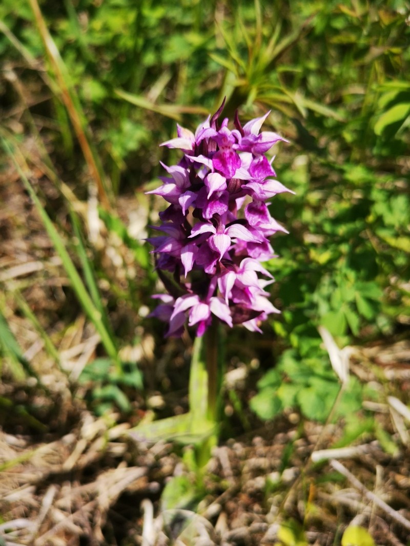 Keyflower photo 5