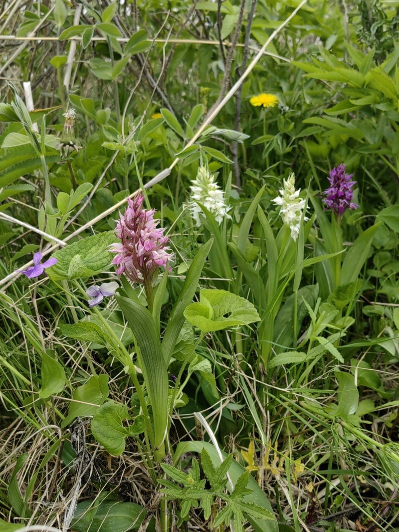 Keyflower photo 6