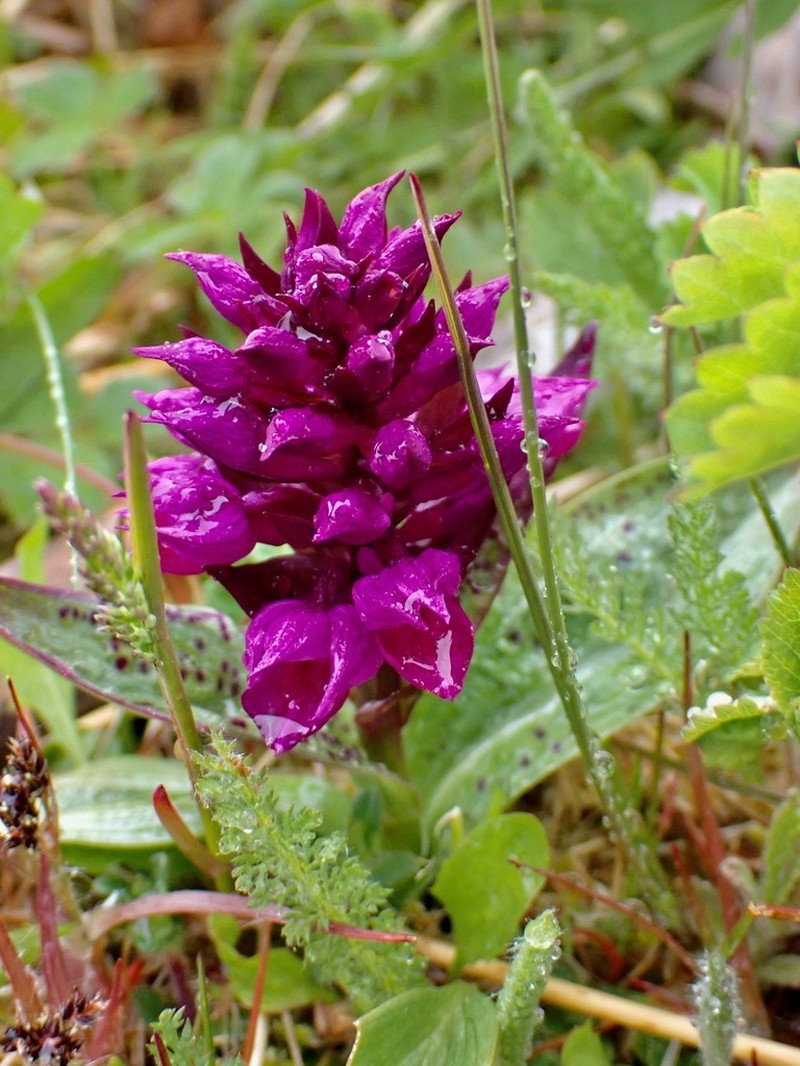 Keyflower photo 7