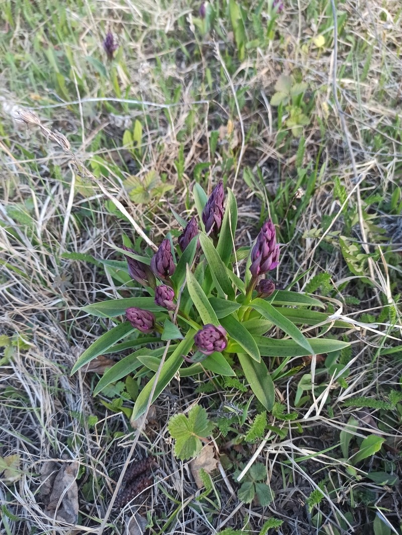 Keyflower photo 8