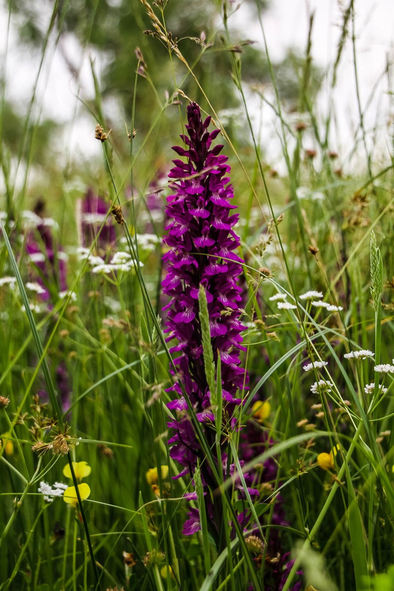 Dactylorhiza elata photo 2