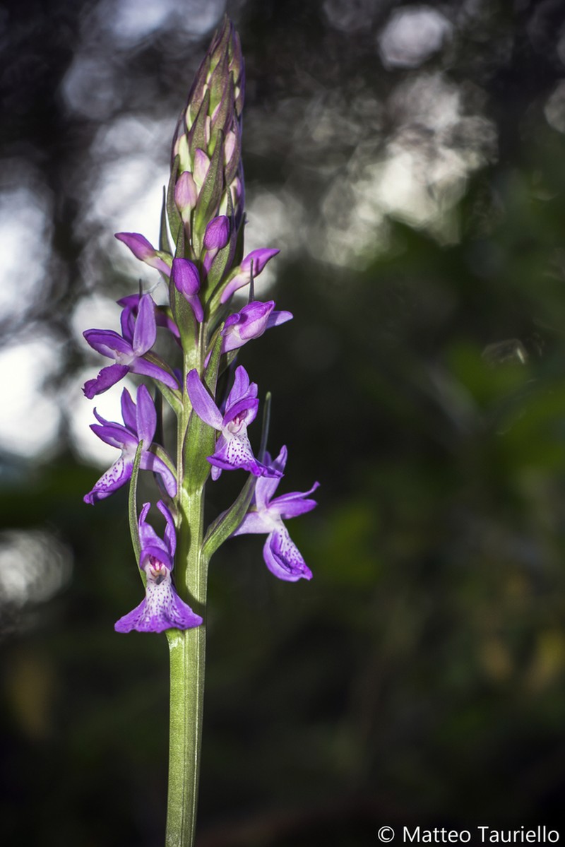 Dactylorhiza elata photo 3