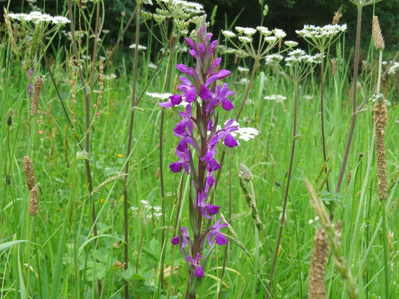Dactylorhiza elata photo 4
