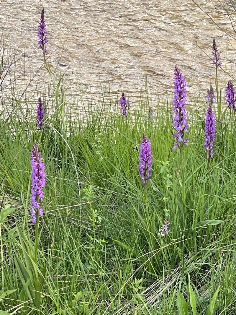 Dactylorhiza elata photo 5
