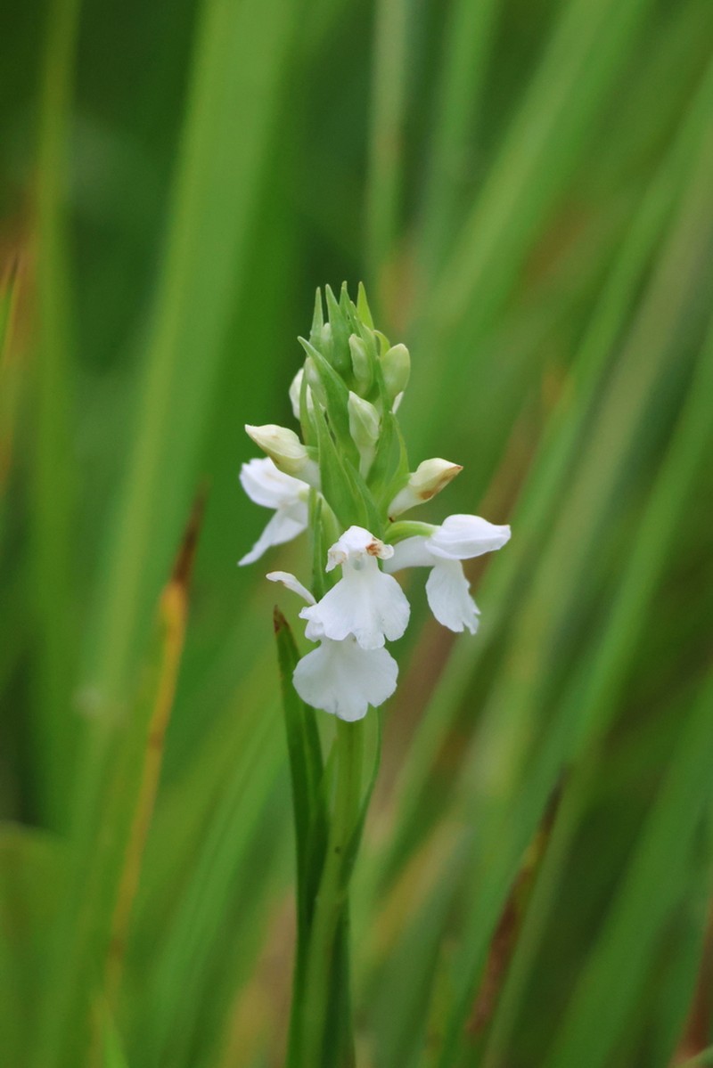Dactylorhiza elata photo 6