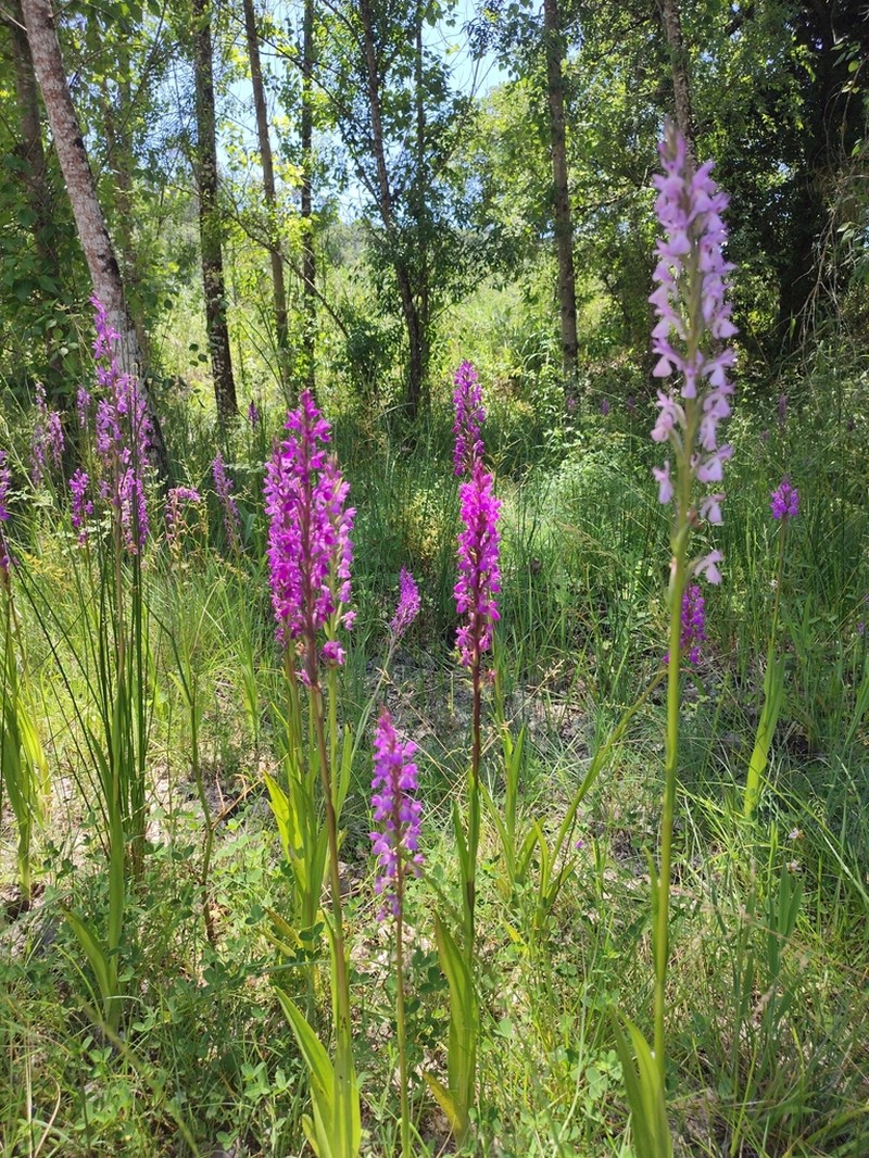 Dactylorhiza elata photo 7