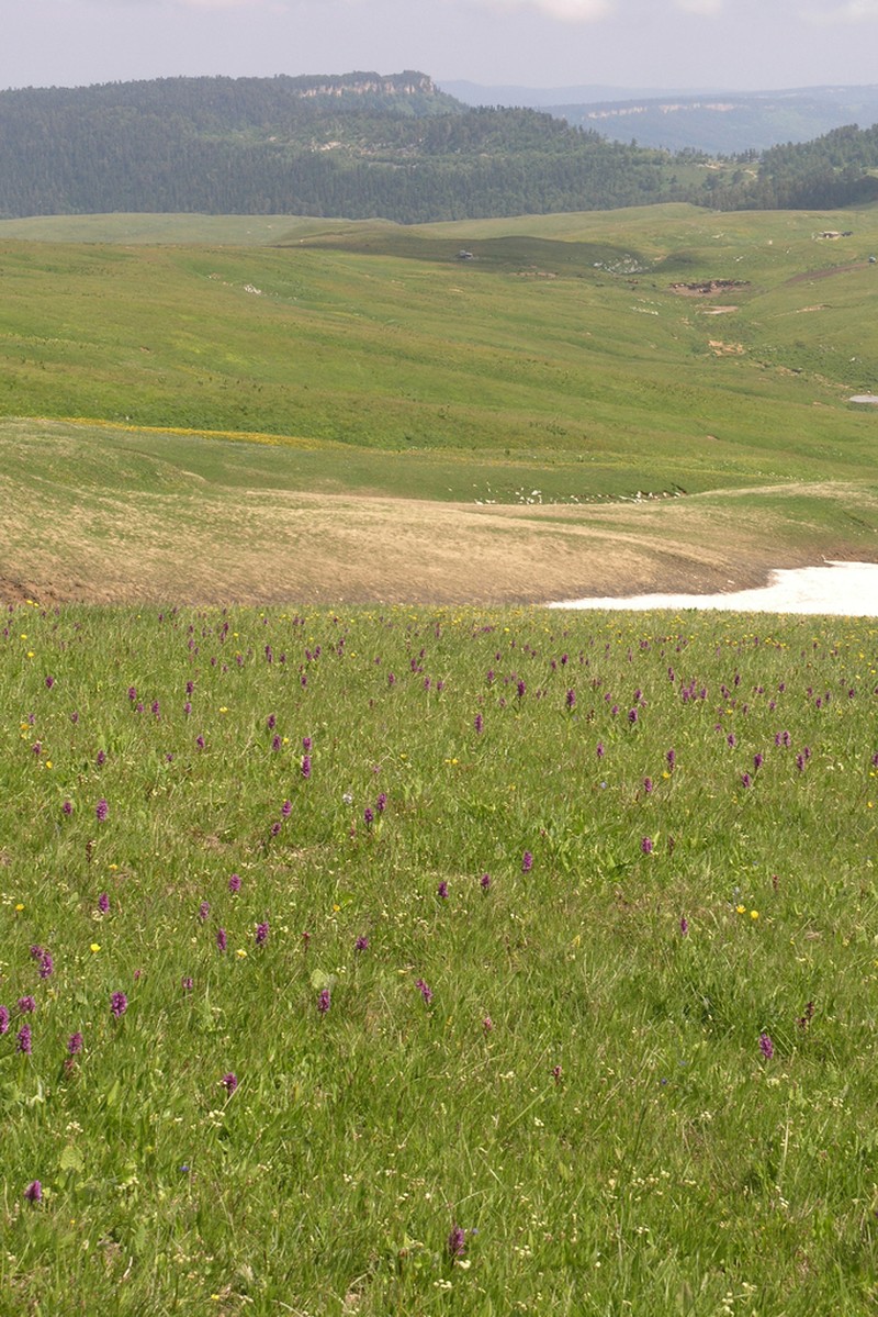 Dactylorhiza euxina