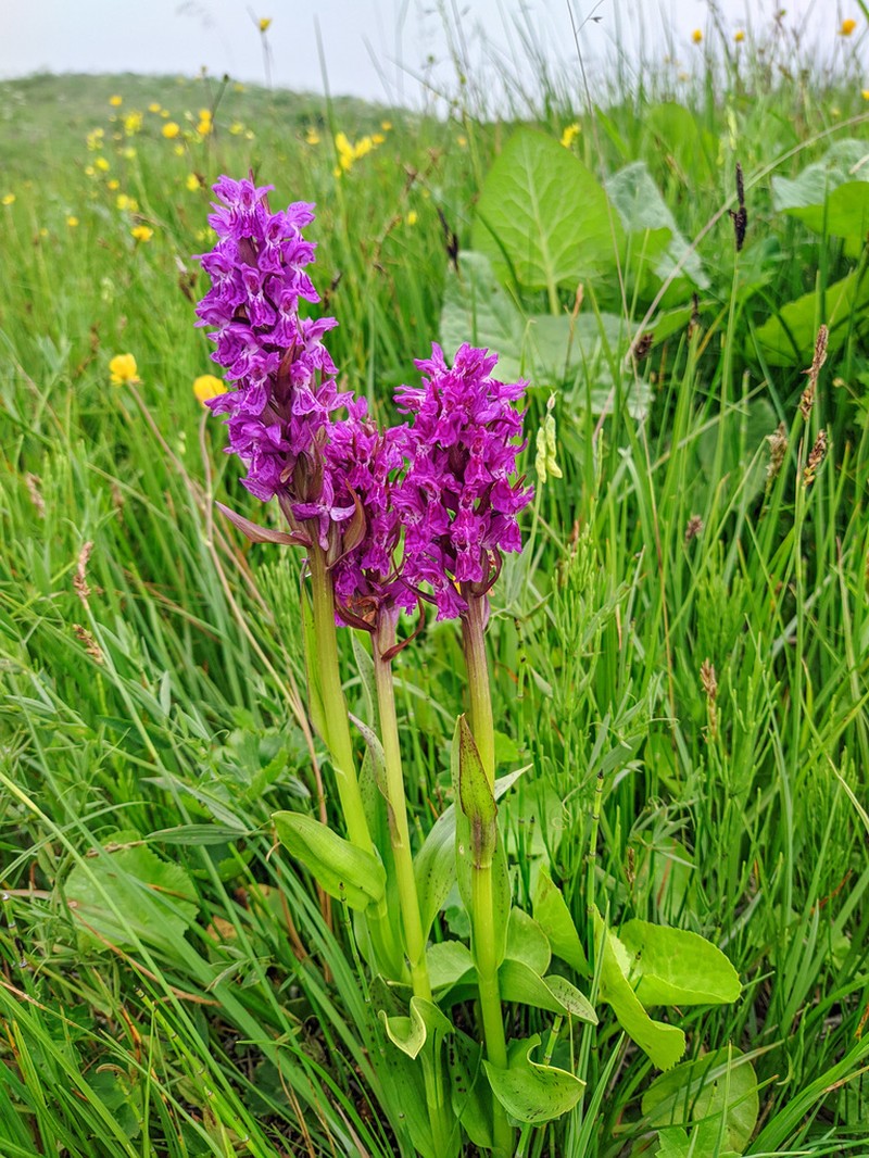 Dactylorhiza euxina photo 2