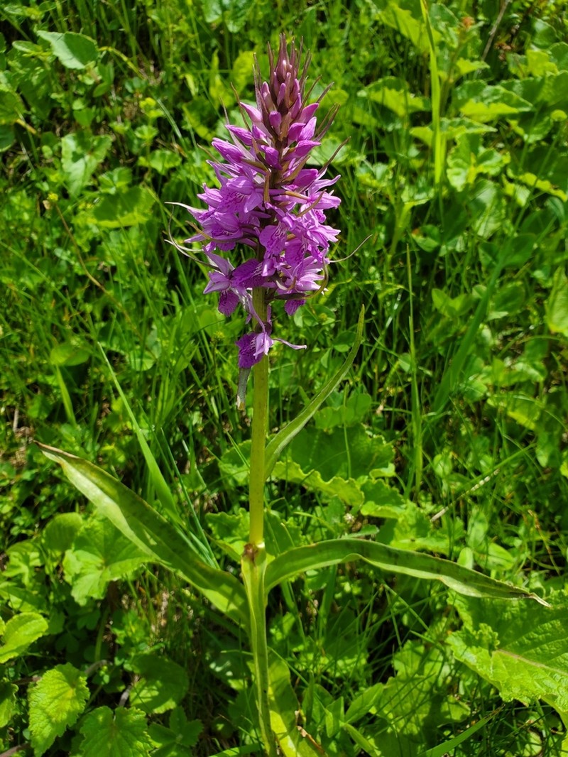 Dactylorhiza euxina photo 3