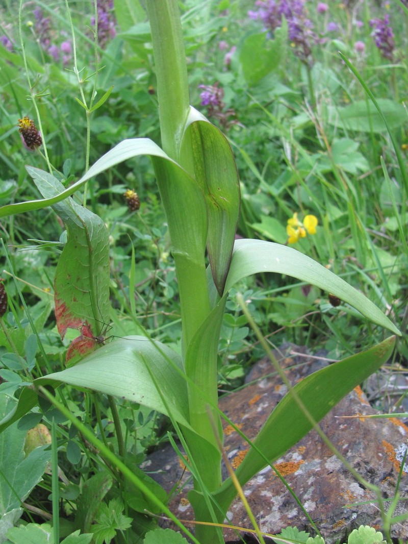 Dactylorhiza euxina photo 4