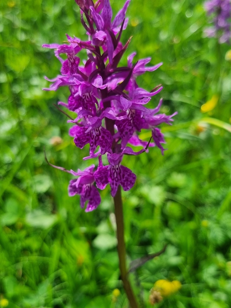 Dactylorhiza euxina photo 5