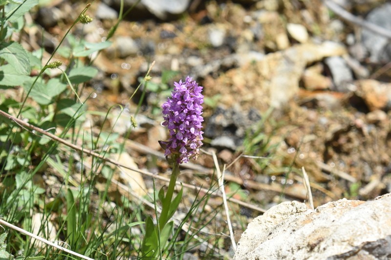 Dactylorhiza euxina photo 6