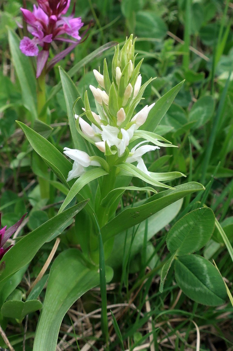 Dactylorhiza euxina photo 7