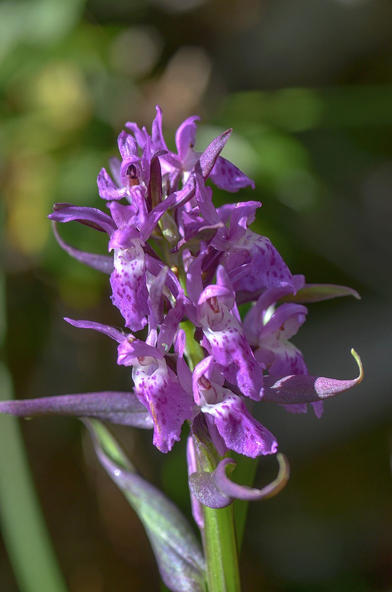 Dactylorhiza euxina photo 8
