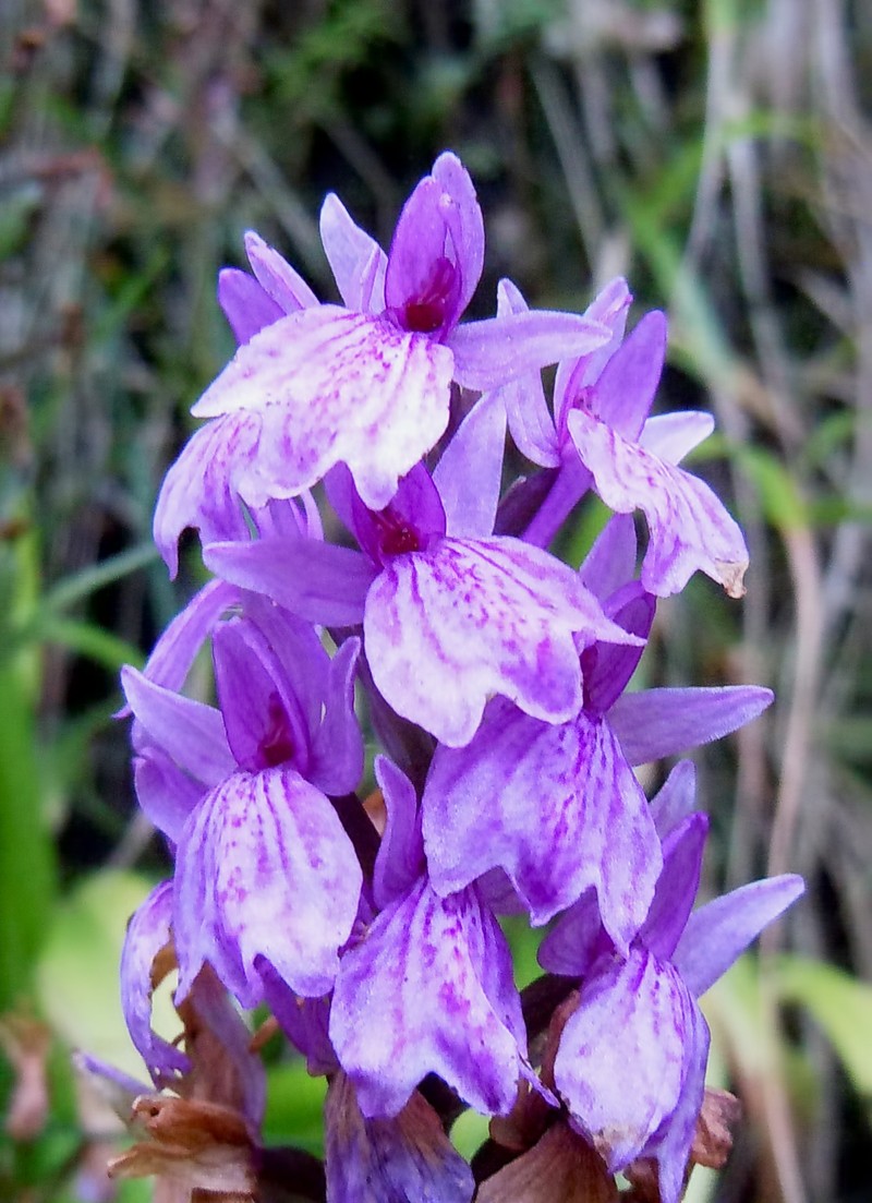 Dactylorhiza foliosa photo 2