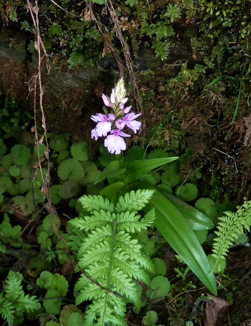 Dactylorhiza foliosa photo 3