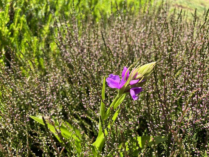 Dactylorhiza foliosa photo 4