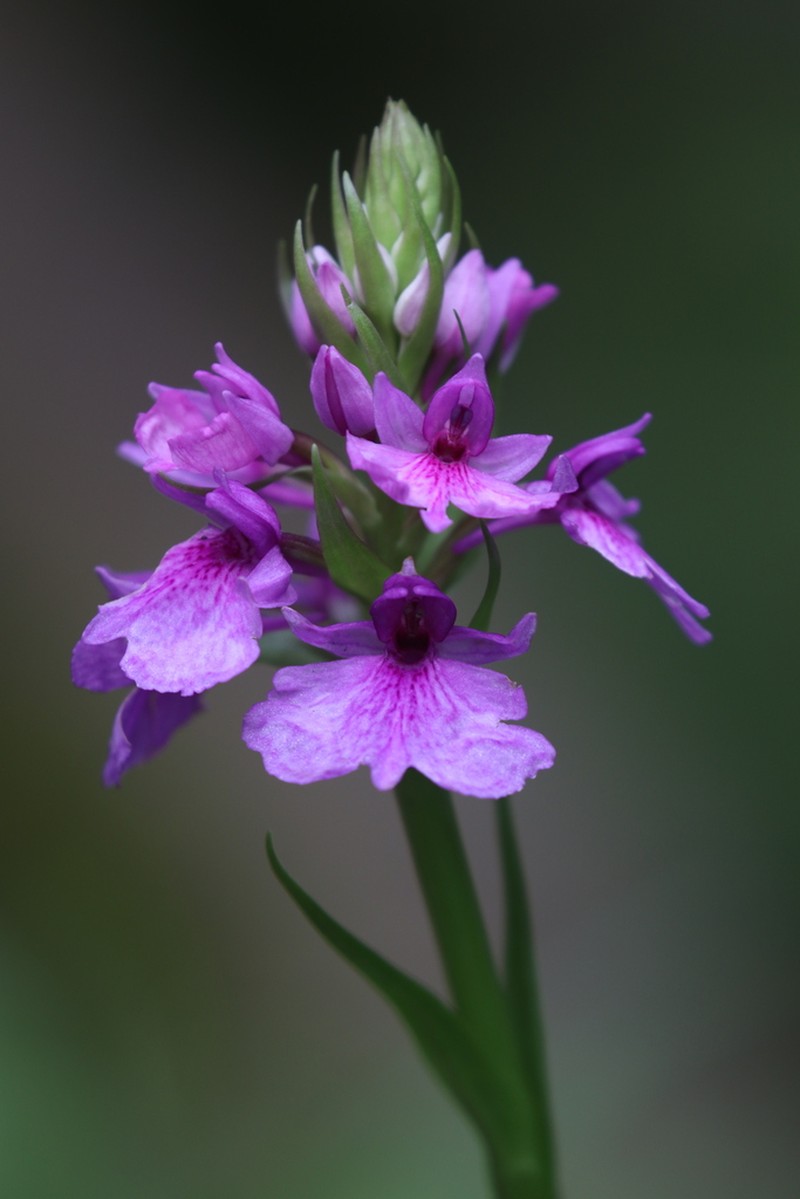 Dactylorhiza foliosa photo 5