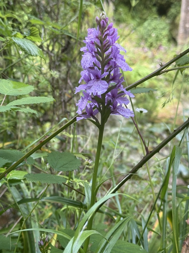 Dactylorhiza foliosa photo 6