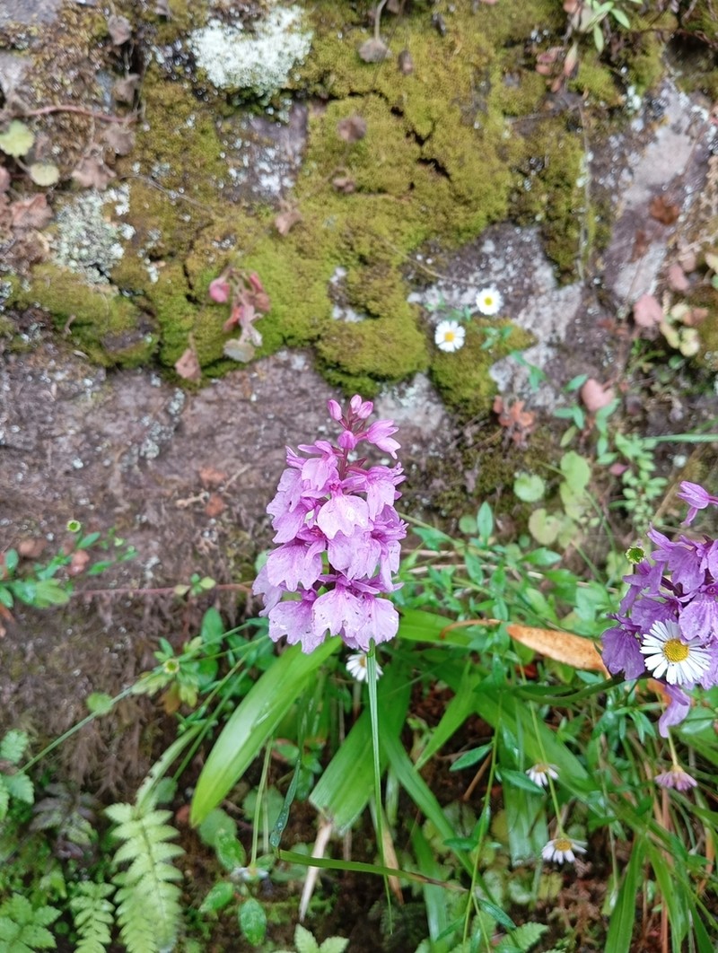 Dactylorhiza foliosa photo 7
