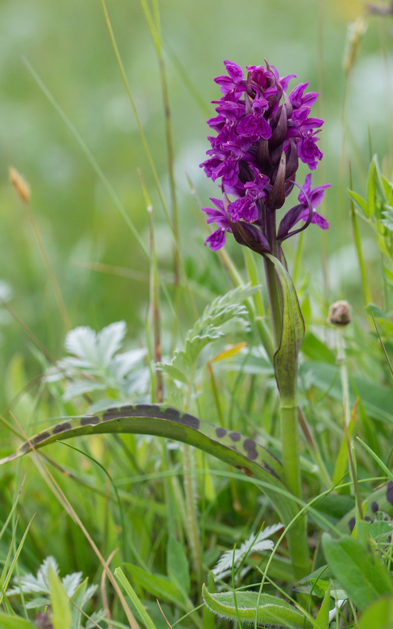 Dactylorhiza francis-drucei