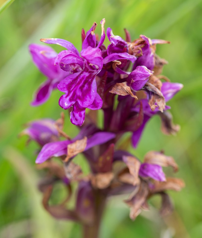 Dactylorhiza francis-drucei photo 2