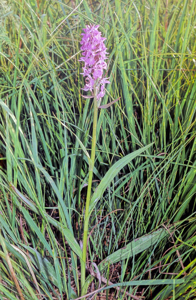 Dactylorhiza francis-drucei photo 3