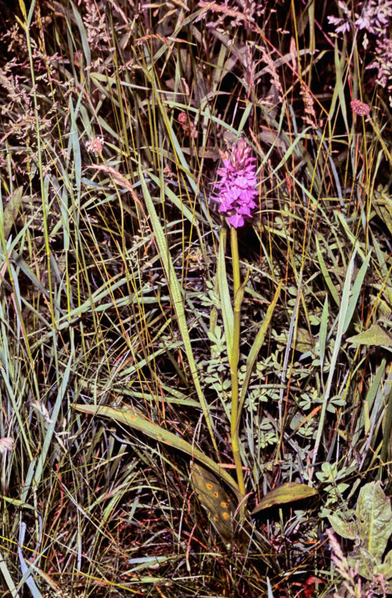 Dactylorhiza francis-drucei photo 4