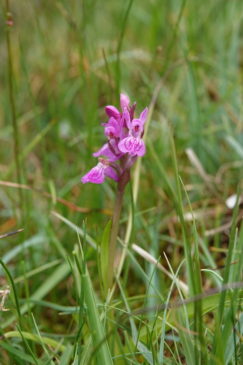 Dactylorhiza francis-drucei photo 5
