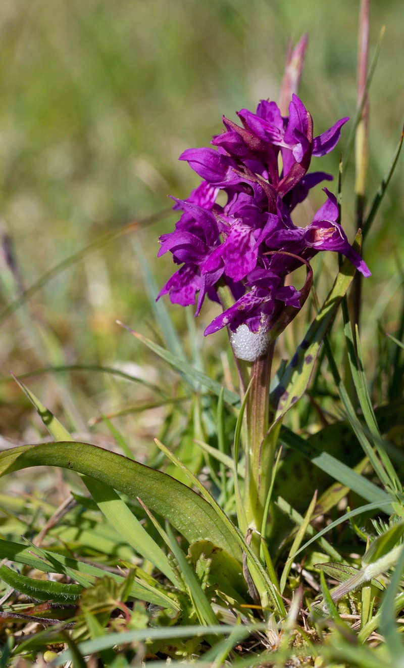 Dactylorhiza francis-drucei photo 6