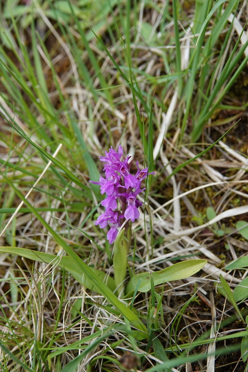 Dactylorhiza francis-drucei photo 7