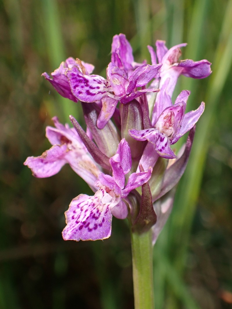 Dactylorhiza francis-drucei photo 8