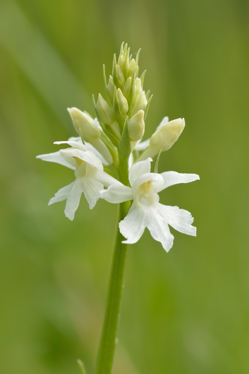 Dactylorhiza fuchsii photo 2