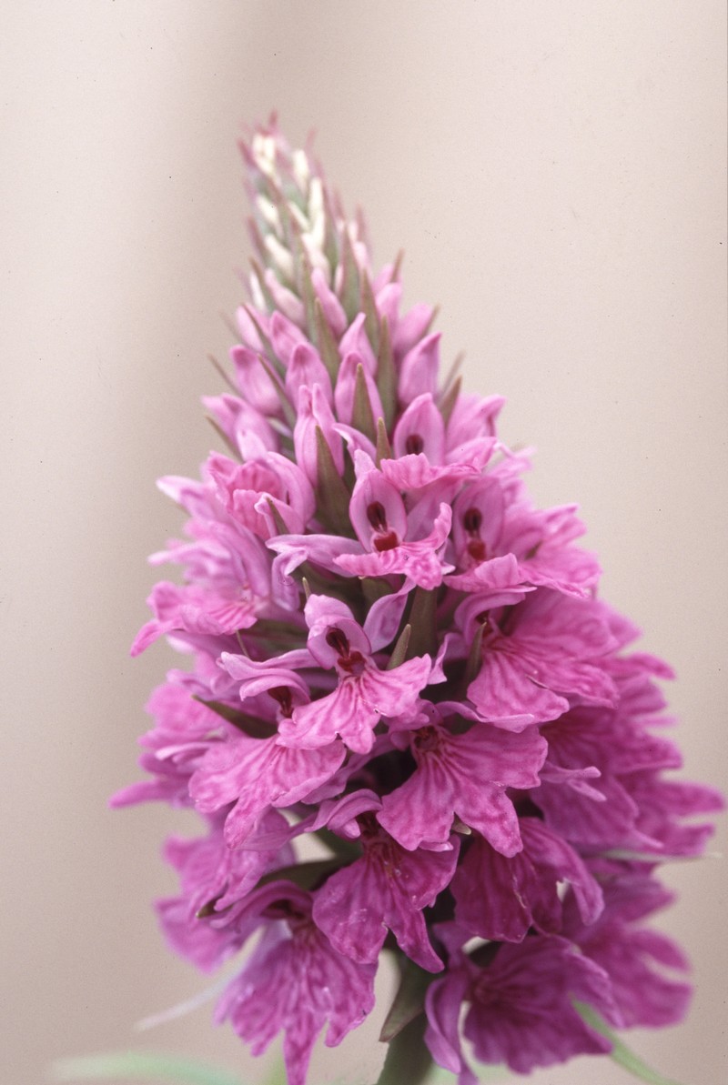Dactylorhiza fuchsii photo 3