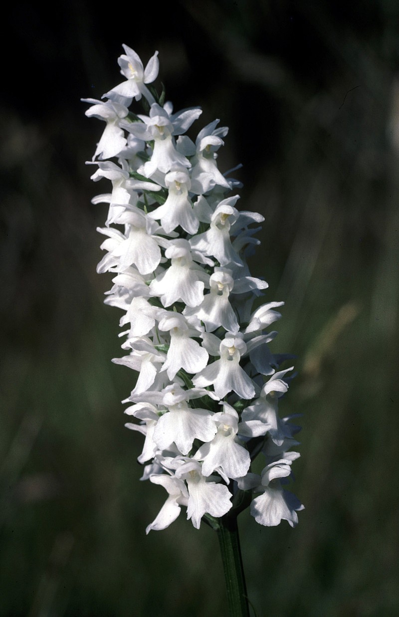 Dactylorhiza fuchsii photo 4