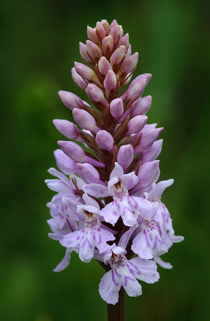 Dactylorhiza fuchsii photo 5