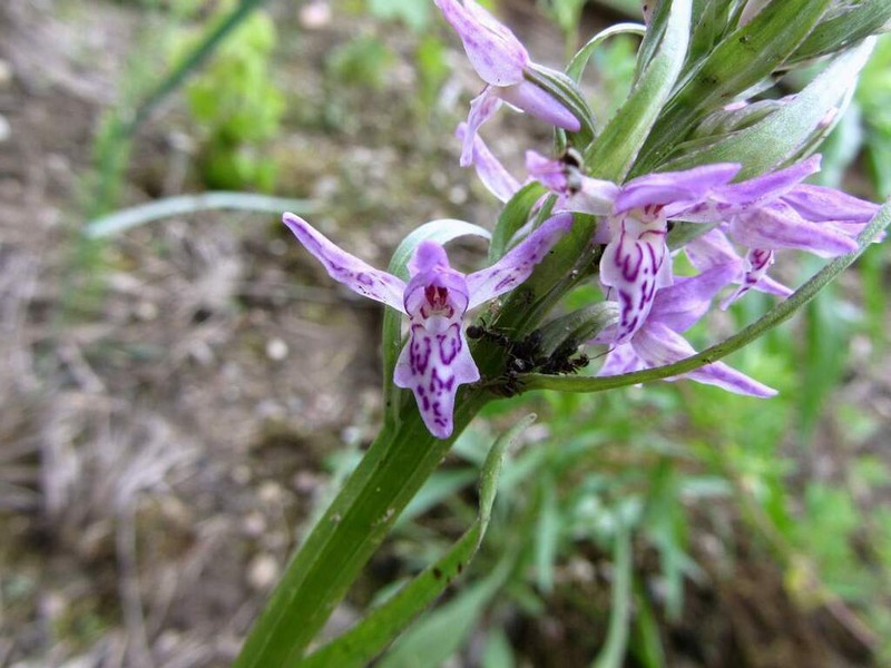Dactylorhiza fuchsii photo 6