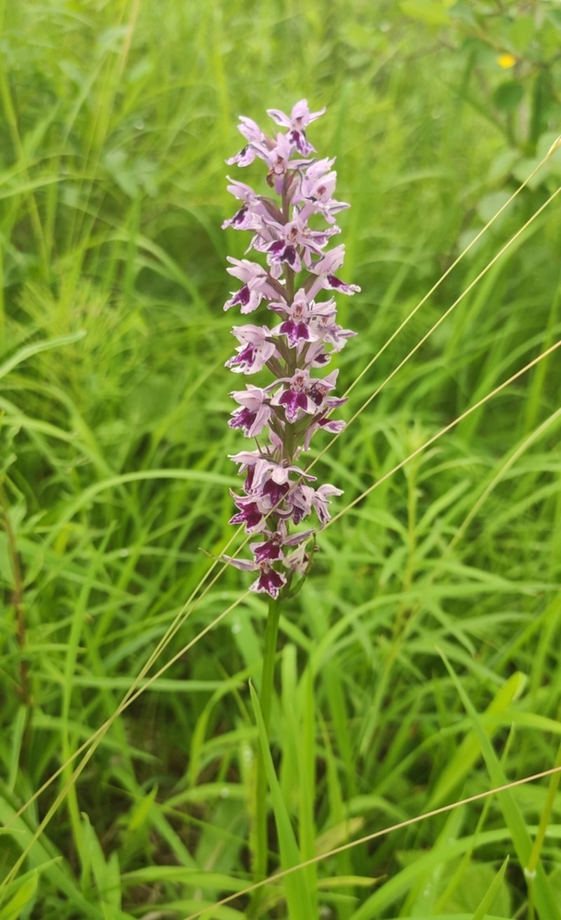 Dactylorhiza fuchsii photo 7
