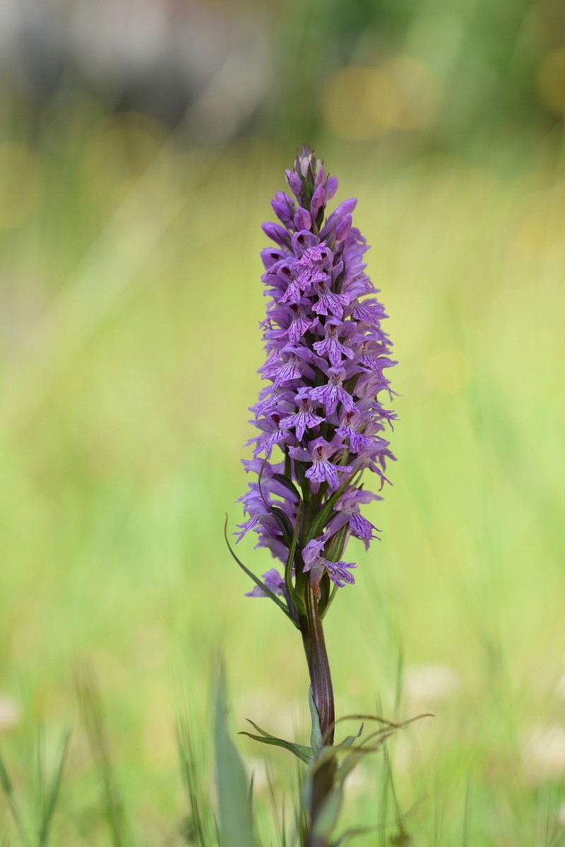 Dactylorhiza gervasiana
