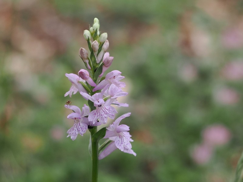 Dactylorhiza gervasiana photo 2
